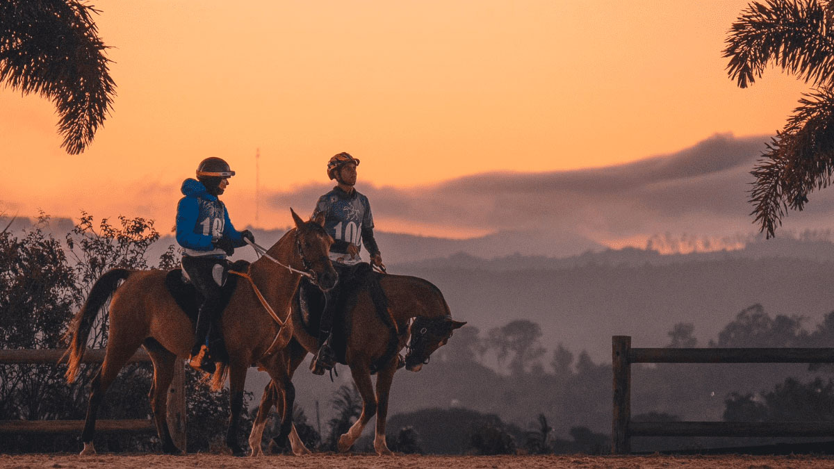 @provaequestre lança área dedicada a notícias do mundo do cavalo e dos esportes equestres